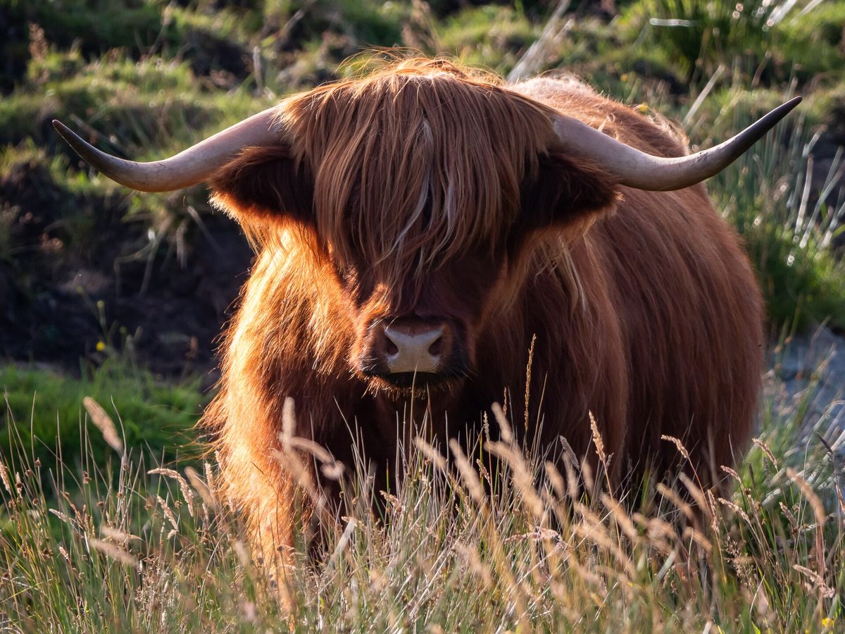 A long-horned Highland cow in the Scottish Highlands