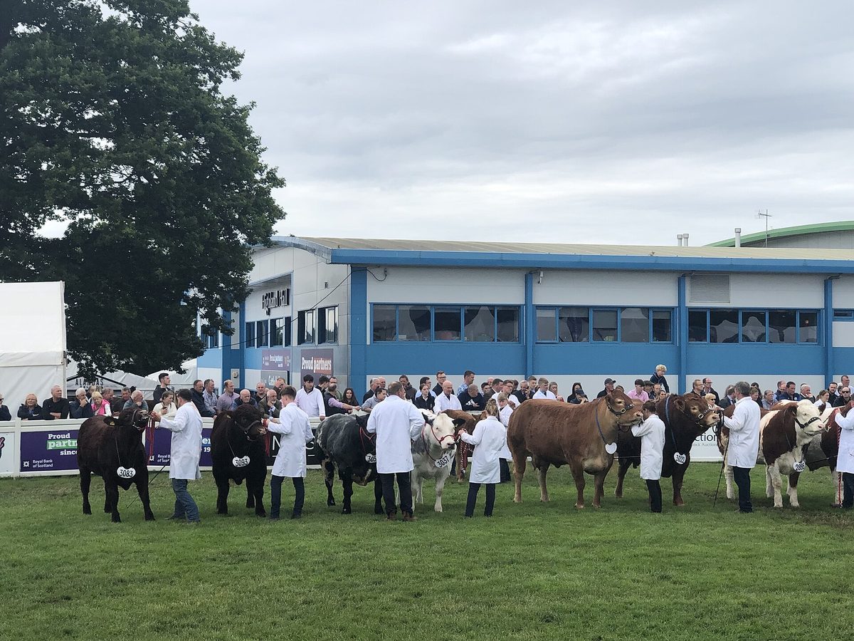 Livestock judging at the Royal Highland Show at Ingliston, Edinburgh, in June
