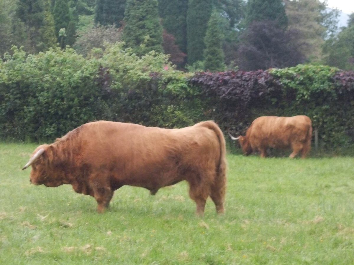 A shaggy Highland cow - the unofficial mascot of every guided tour of Scotland