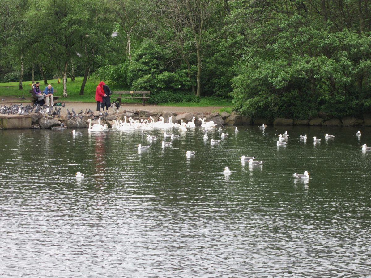 Swans and gulls on St Margaret's Loch in Holyrood Park, on the walk in to Arthur's Seat from the palace