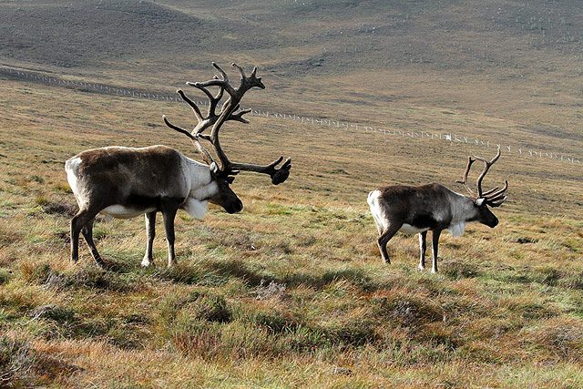 Two of the free-ranging Cairngorm reindeer grazing on the open hill above Glenmore