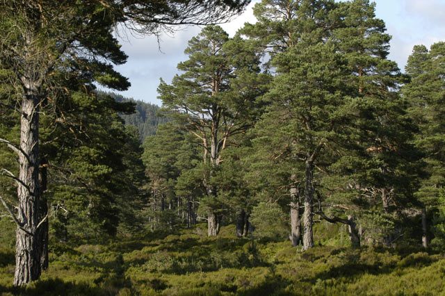 Ancient Caledonian Scots pines in Rothiemurchus forest beside Aviemore