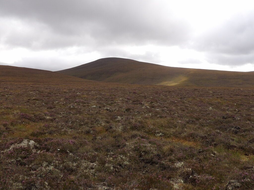 Purple heather in bloom across Highland moorland in late summer