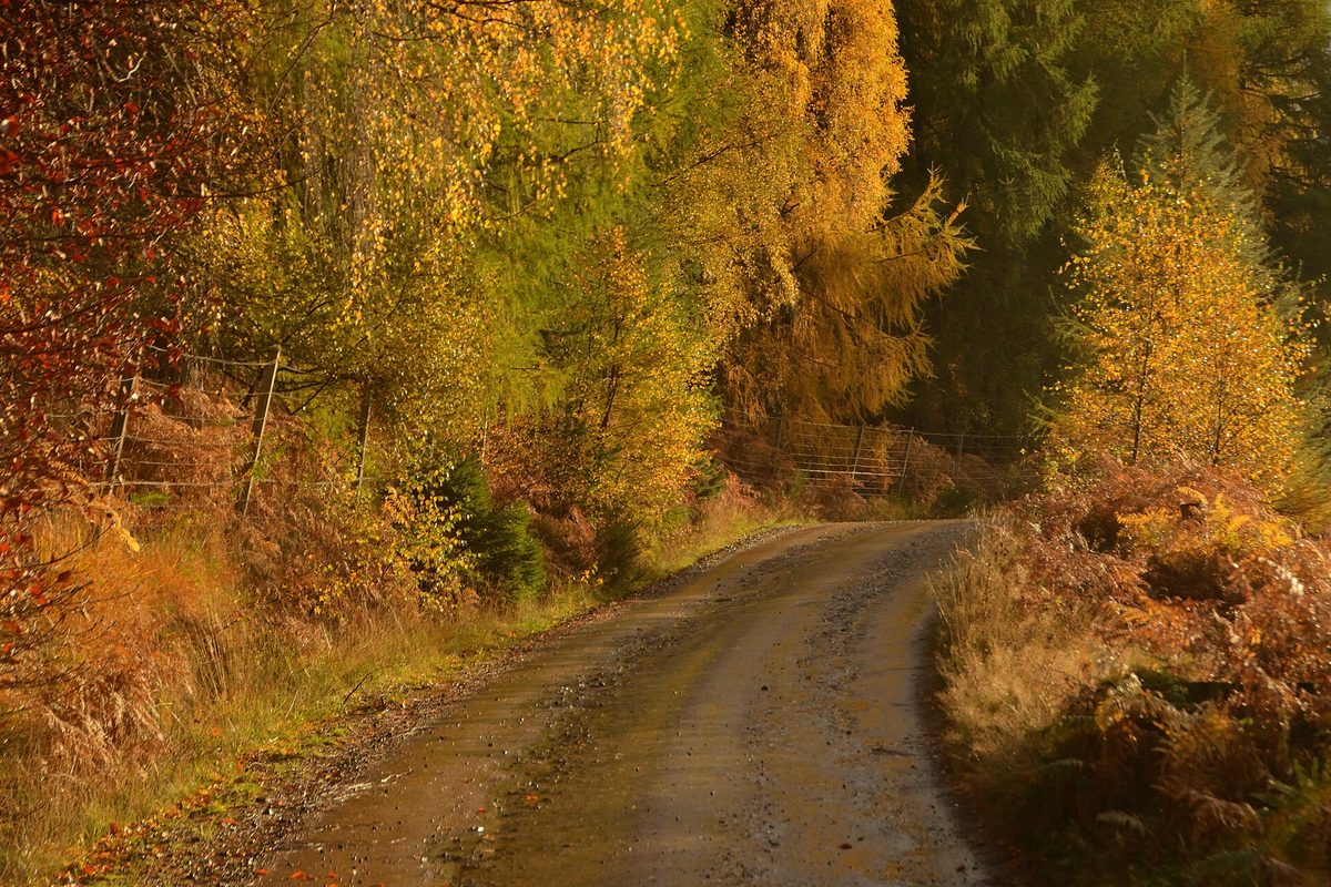 A single-track Highland road under autumn birch and larch in October
