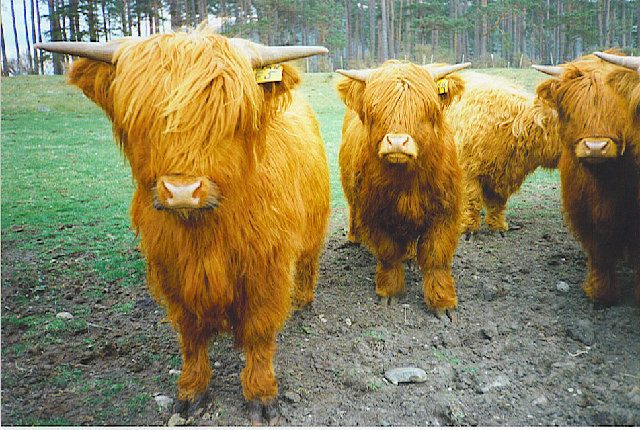 A Highland cow in a Scottish field, the roadside stop that eats fifteen minutes of every day