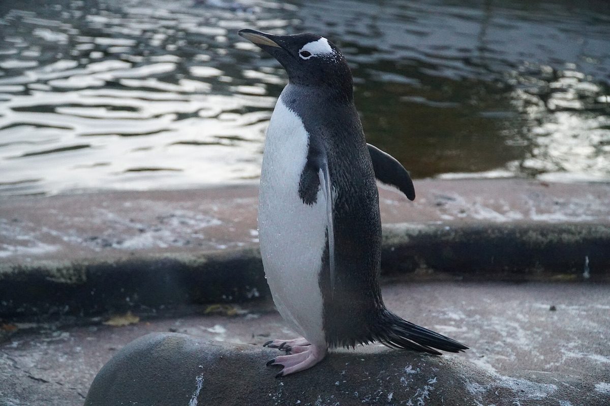 Penguins at Edinburgh Zoo, one of the best paid family attractions in Edinburgh