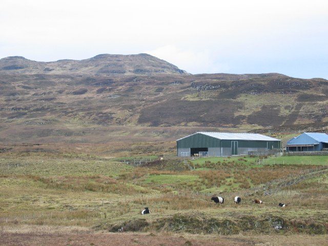 Cattle grazing on working croft land in Trotternish, Isle of Skye
