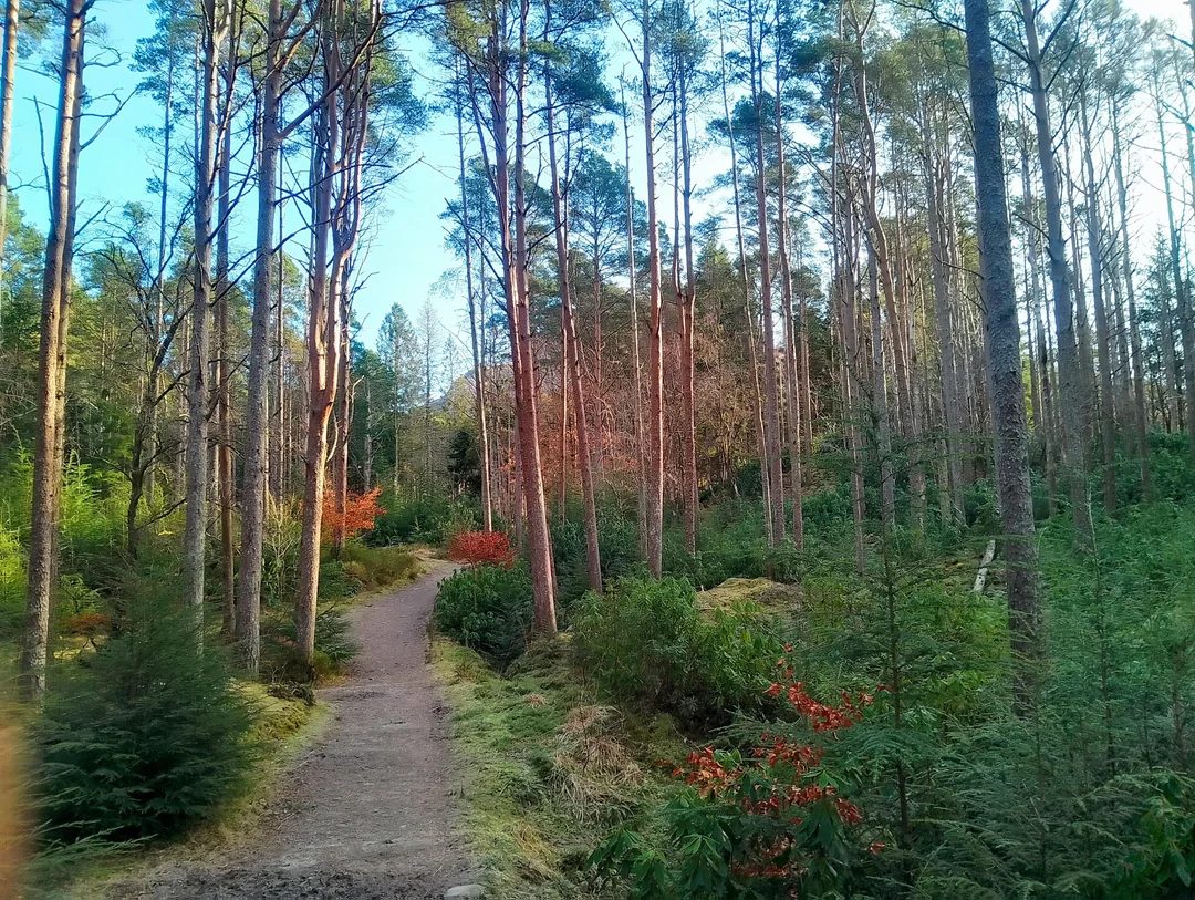 The waymarked woodland trails around Glencoe Lochan behind Glencoe village