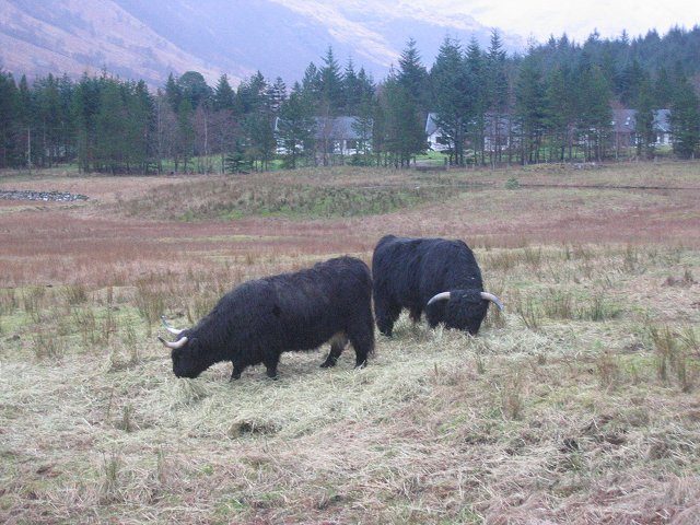 Two black Highland cattle with long horns grazing in Glen Nevis near Fort William