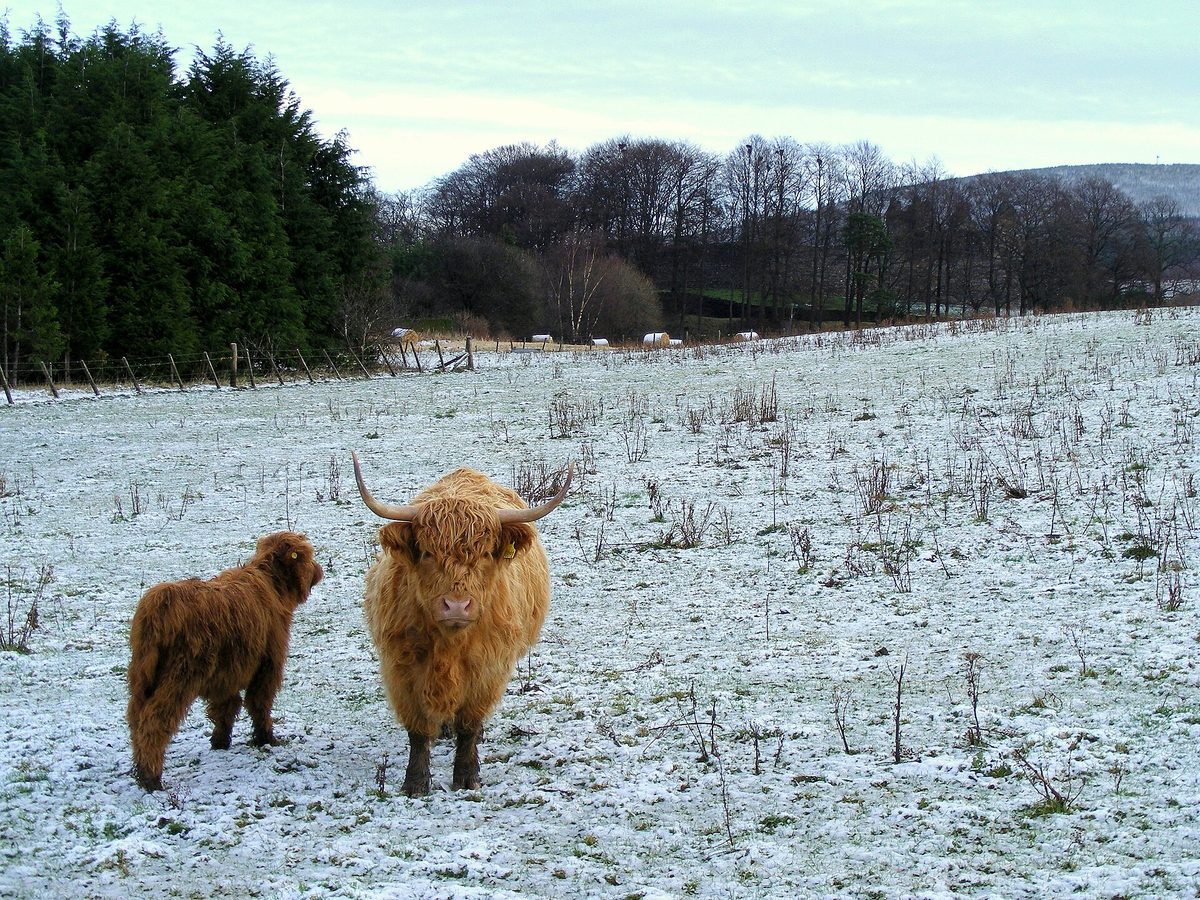 Highland cow and calf standing in a snowy Scottish field with thick winter coats