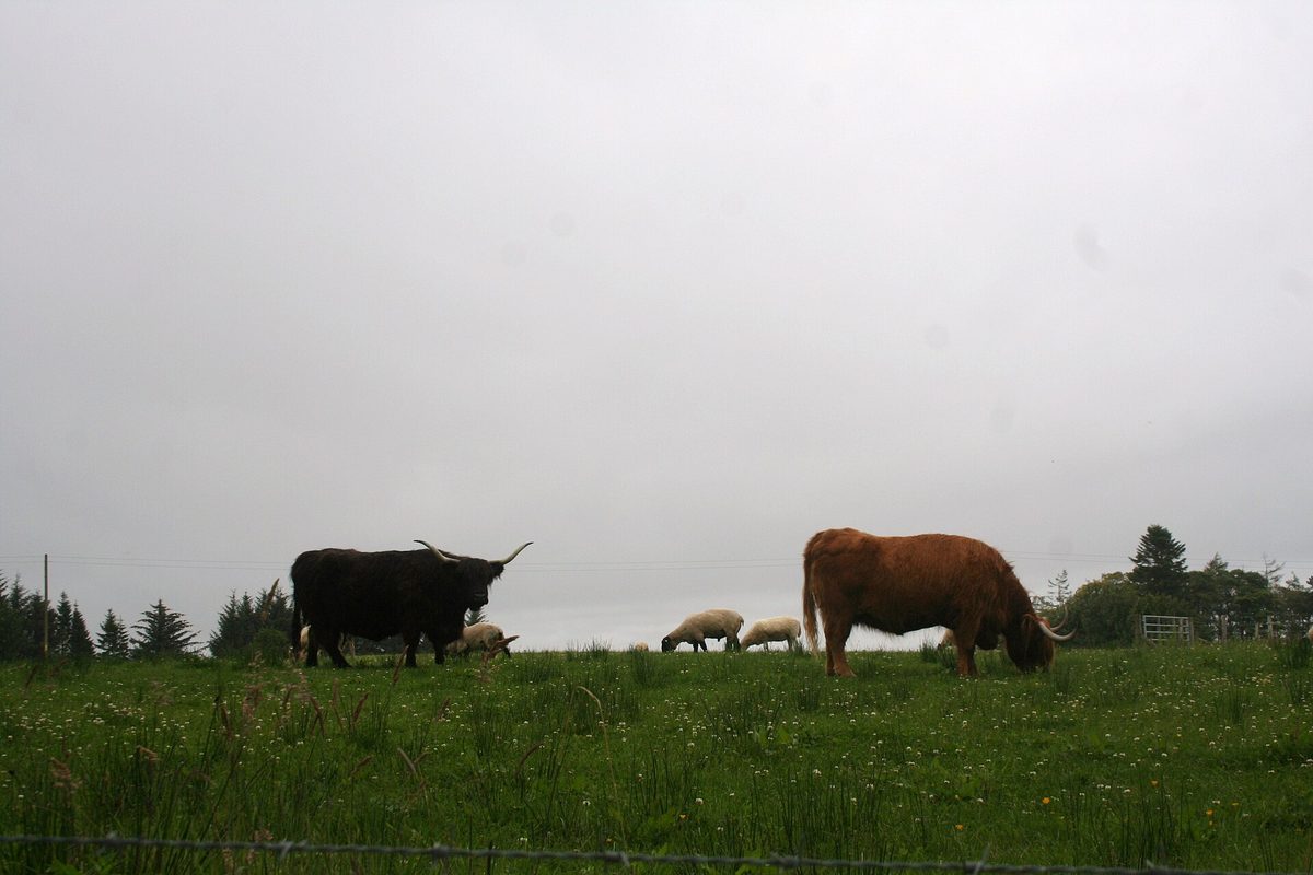 Black and ginger Highland cattle seen from behind a fence in a Scottish field