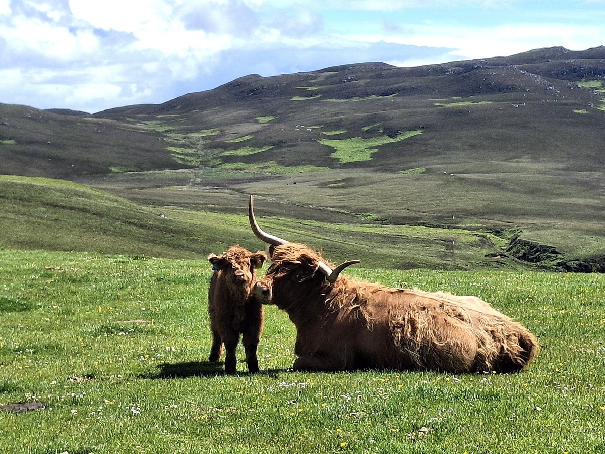 Highland cow and her calf on open hill ground in Argyll, western Scotland