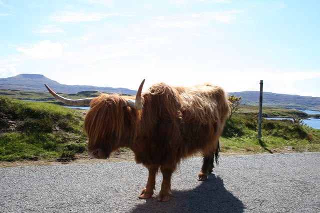 Highland cow standing in the middle of a single-track road on a Scottish island