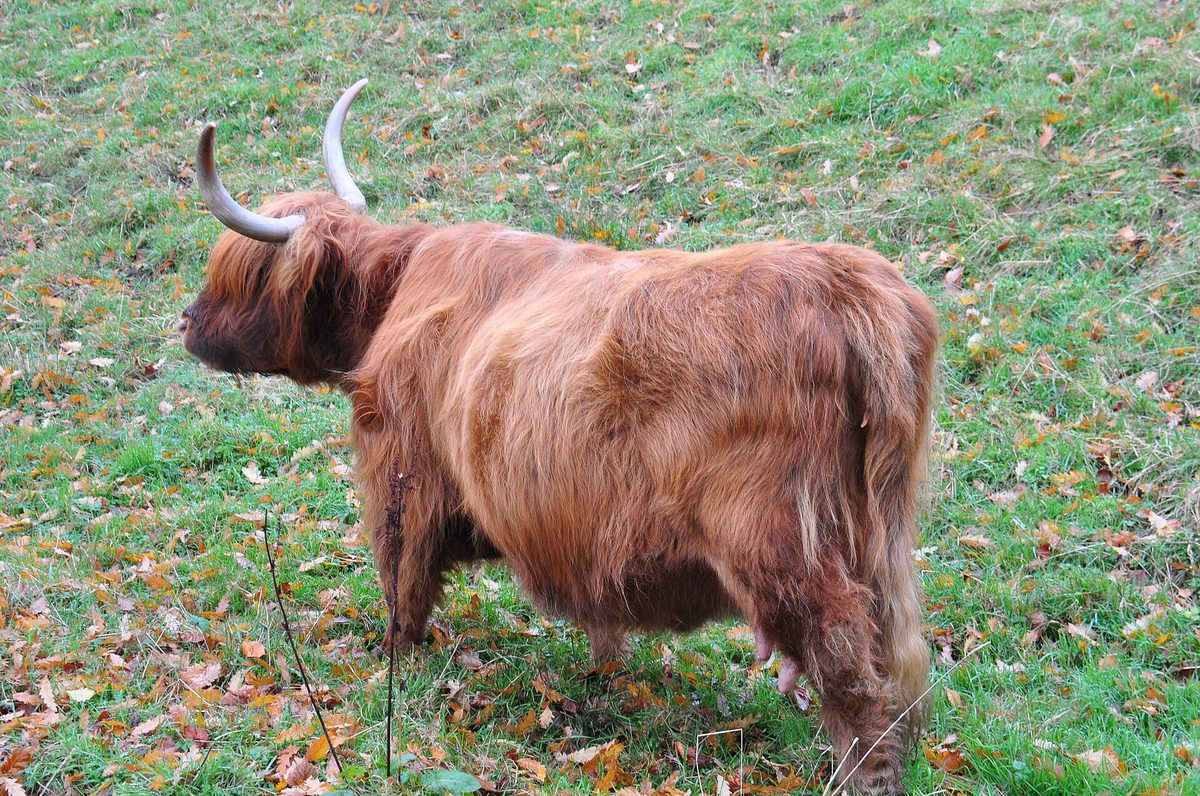 Highland cow of the Pollok Fold grazing among autumn leaves in Pollok Country Park, Glasgow