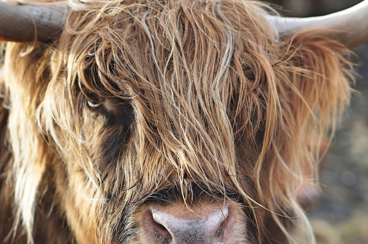 Close-up of a Highland cow's face showing the long fringe that protects its eyes