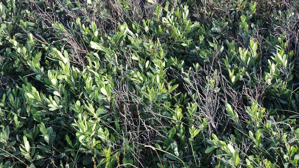 Bog myrtle (Myrica gale), the Highland plant long used as a folk midge repellent