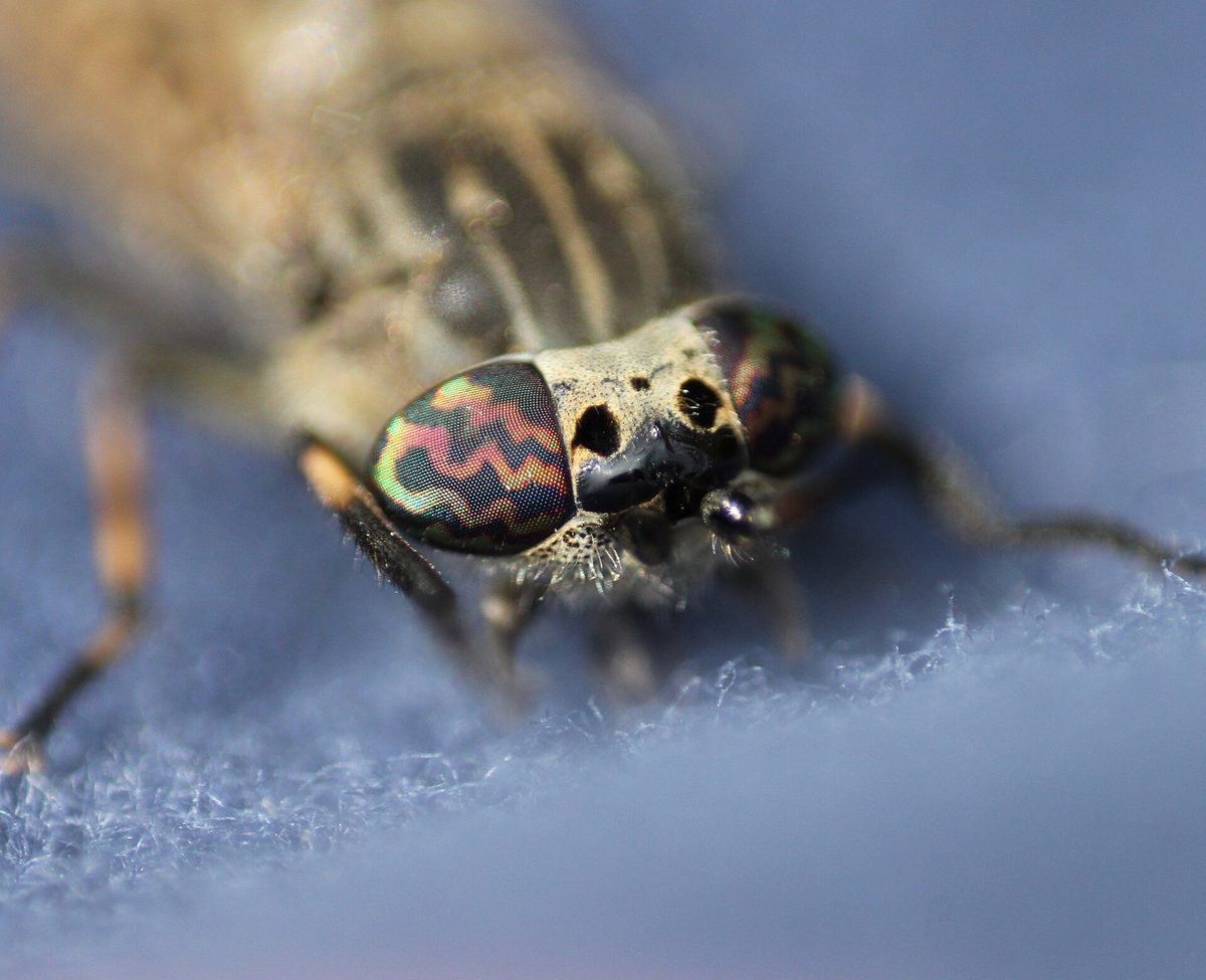 Close-up of a cleg, or horsefly, with its mottled iridescent eyes