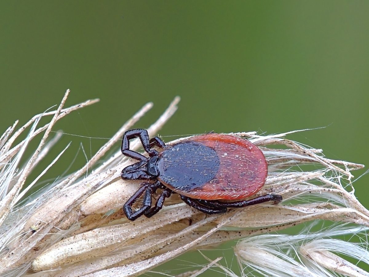 A sheep tick waiting on dry grass, the other insect worth checking for after a Highland walk