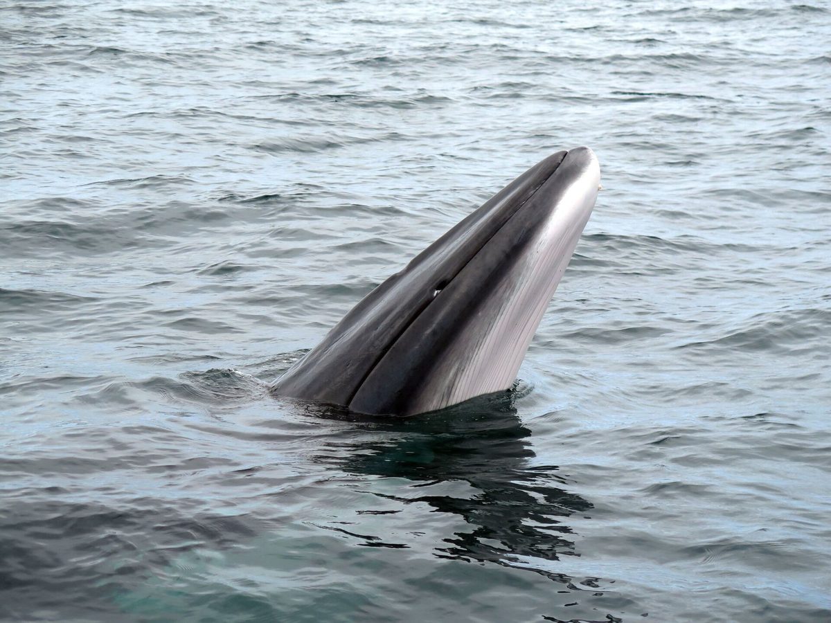 A minke whale surfacing in Hebridean water, seen off western Scotland in summer