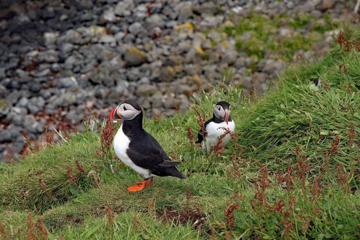A puffin on Lunga in the Treshnish Isles, a summer boat trip from Mull