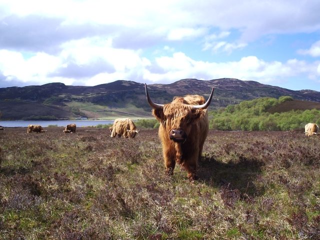 A Highland cow in a field in rural Scotland