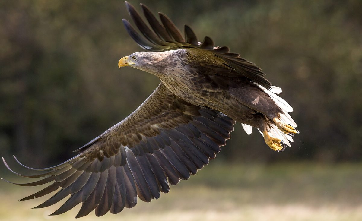 A white-tailed sea eagle in flight, the bird most visitors hope to see on a Portree boat trip