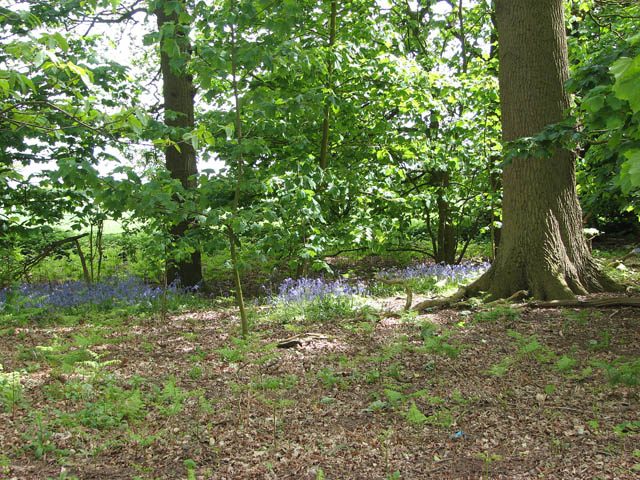 Native bluebells flowering across a woodland floor in spring