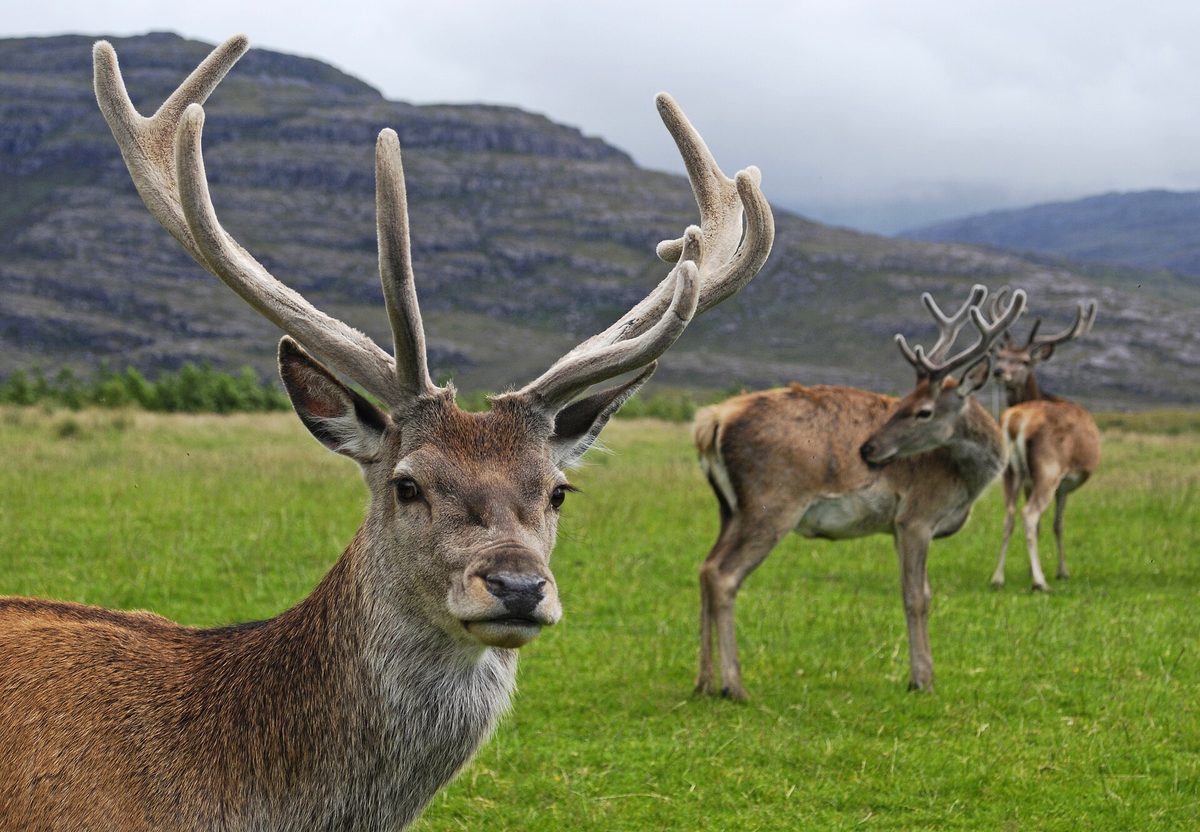 A red deer stag on open Highland ground, with the herd behind