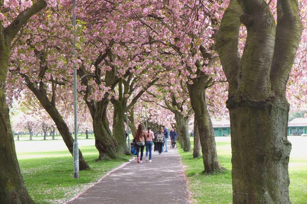 Cherry blossom over a path on the Meadows in Edinburgh