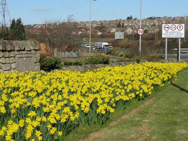 Daffodils in flower on a verge on the edge of Edinburgh in March