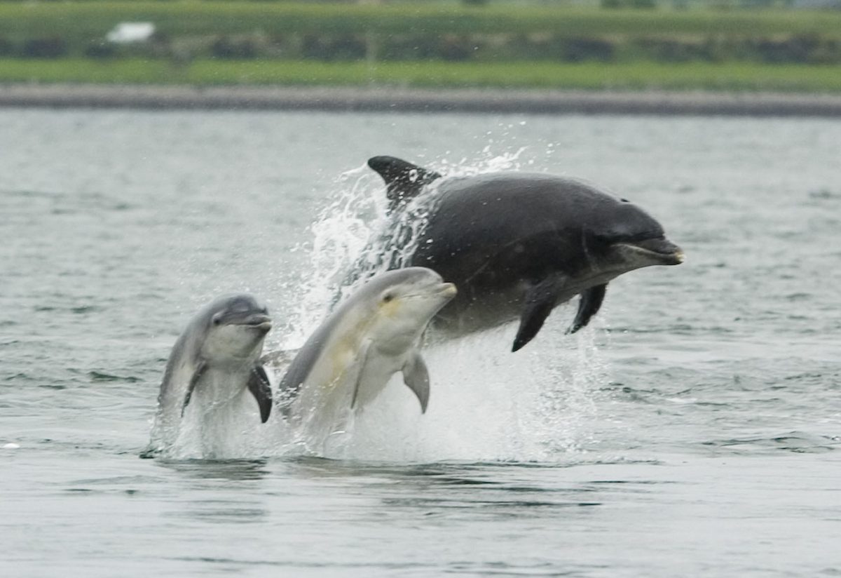 Bottlenose dolphins breaching in the Moray Firth