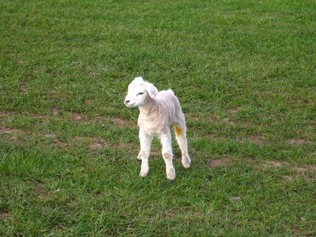 A newborn lamb in a Scottish field during spring lambing