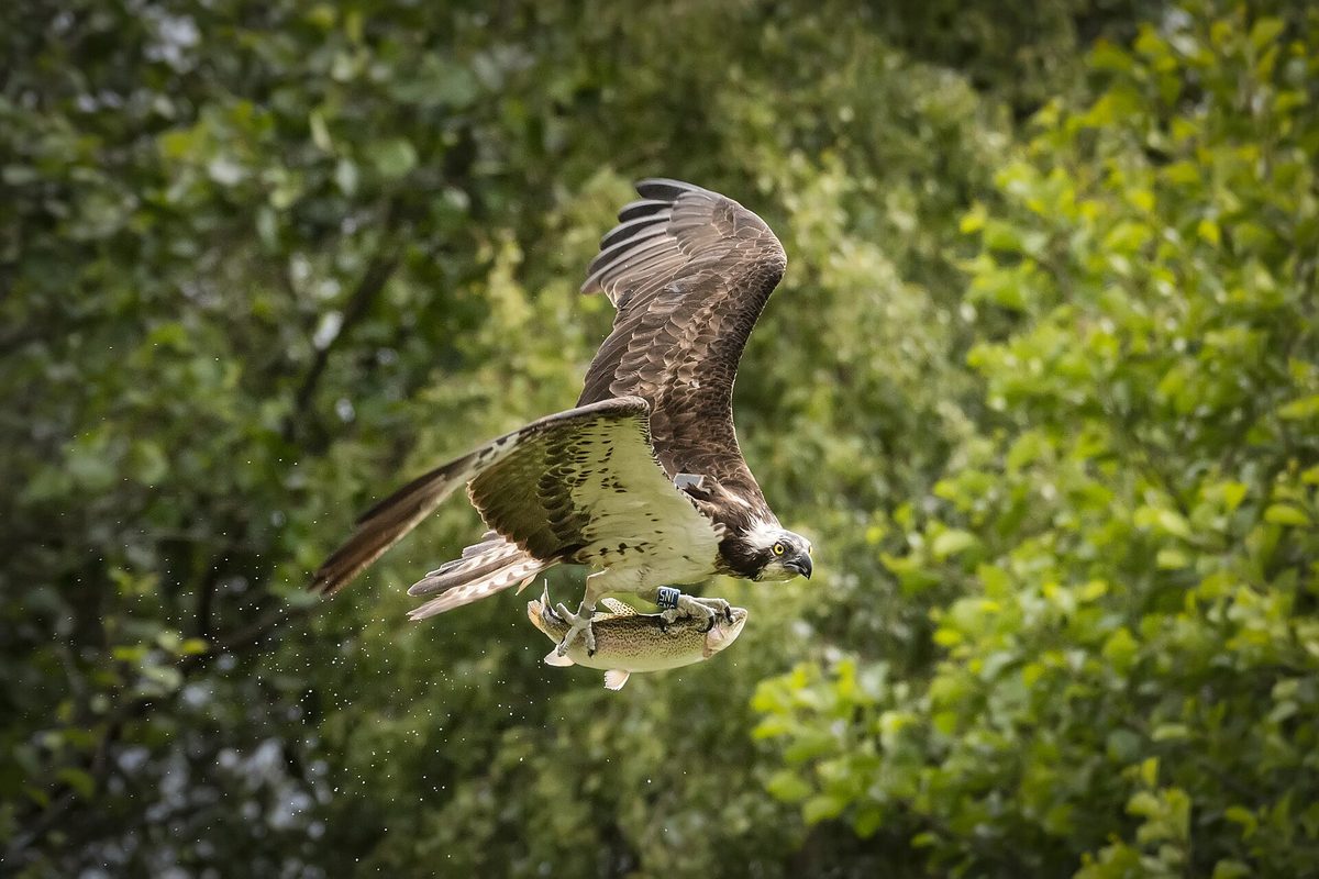 An osprey carrying a trout back towards its nest