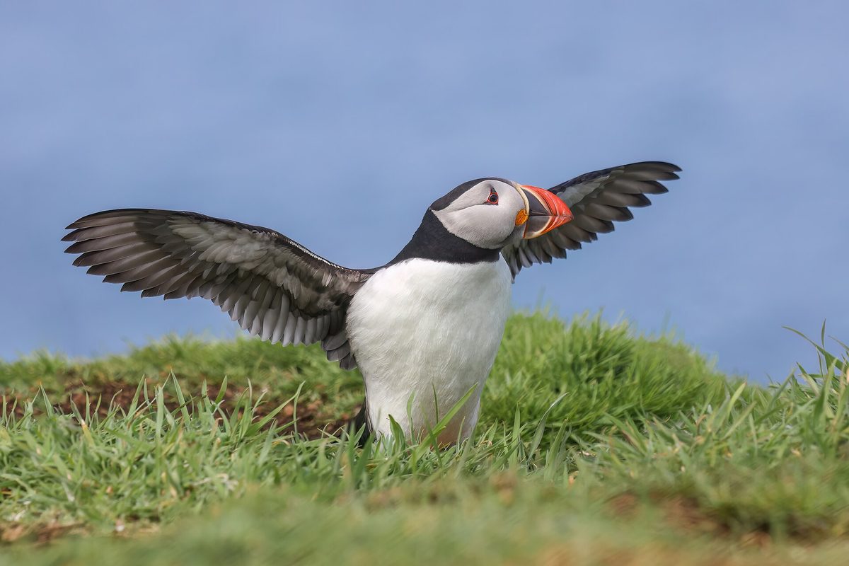 A puffin ashore on the Treshnish Isles off Mull