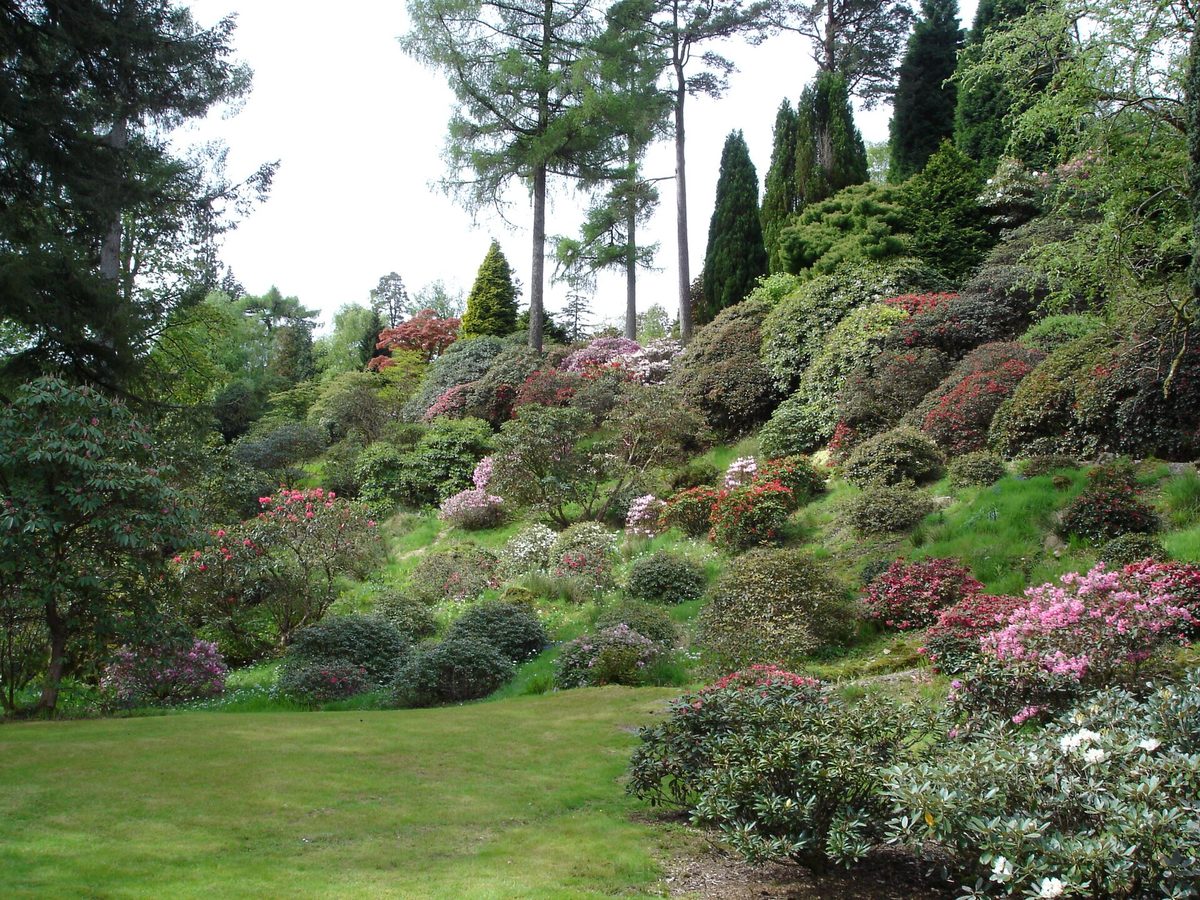 Rhododendrons in flower at Benmore Botanic Garden in Argyll