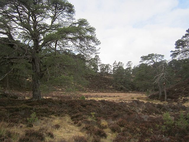 Scots pine and heather in the native woodland of Glen Affric