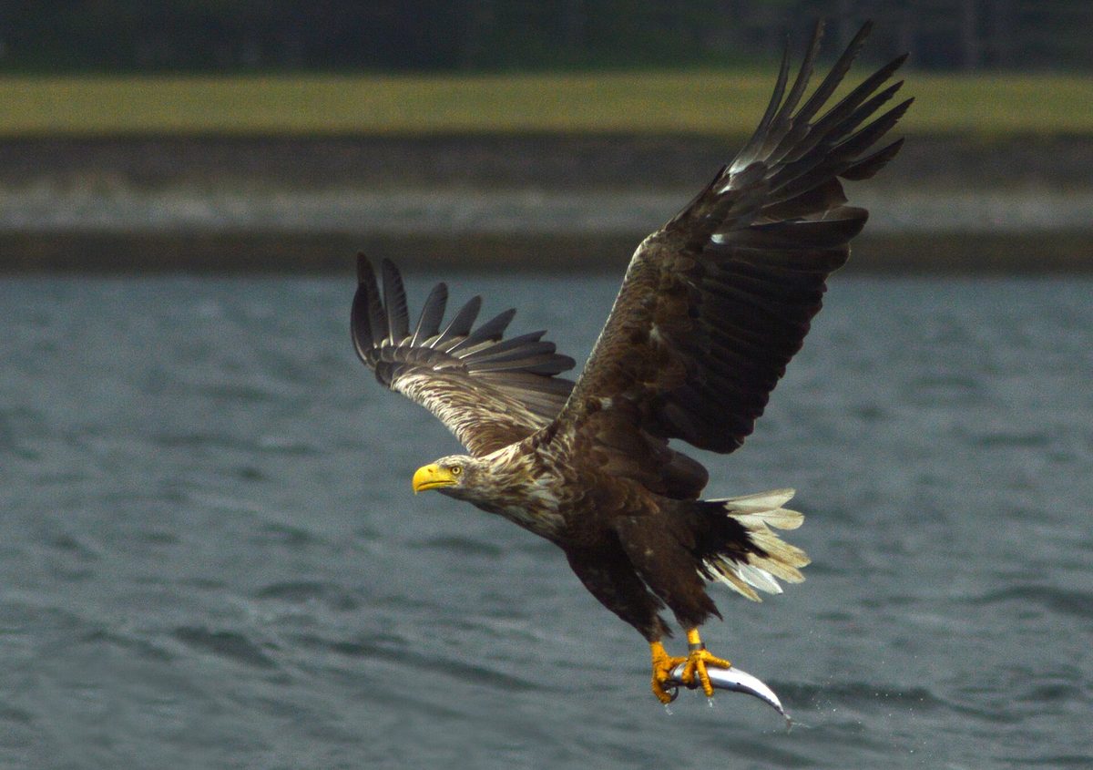A white-tailed sea eagle taking a fish, the bird that sea-eagle boat trips from Portree go looking for