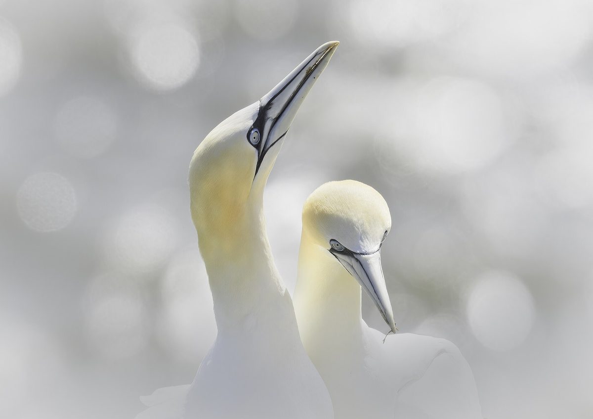 A pair of northern gannets, the seabird that packs Scotland's biggest colonies