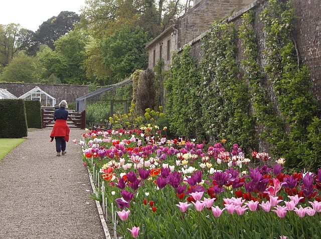 Tulip borders and glasshouses in the walled garden at Culzean Castle