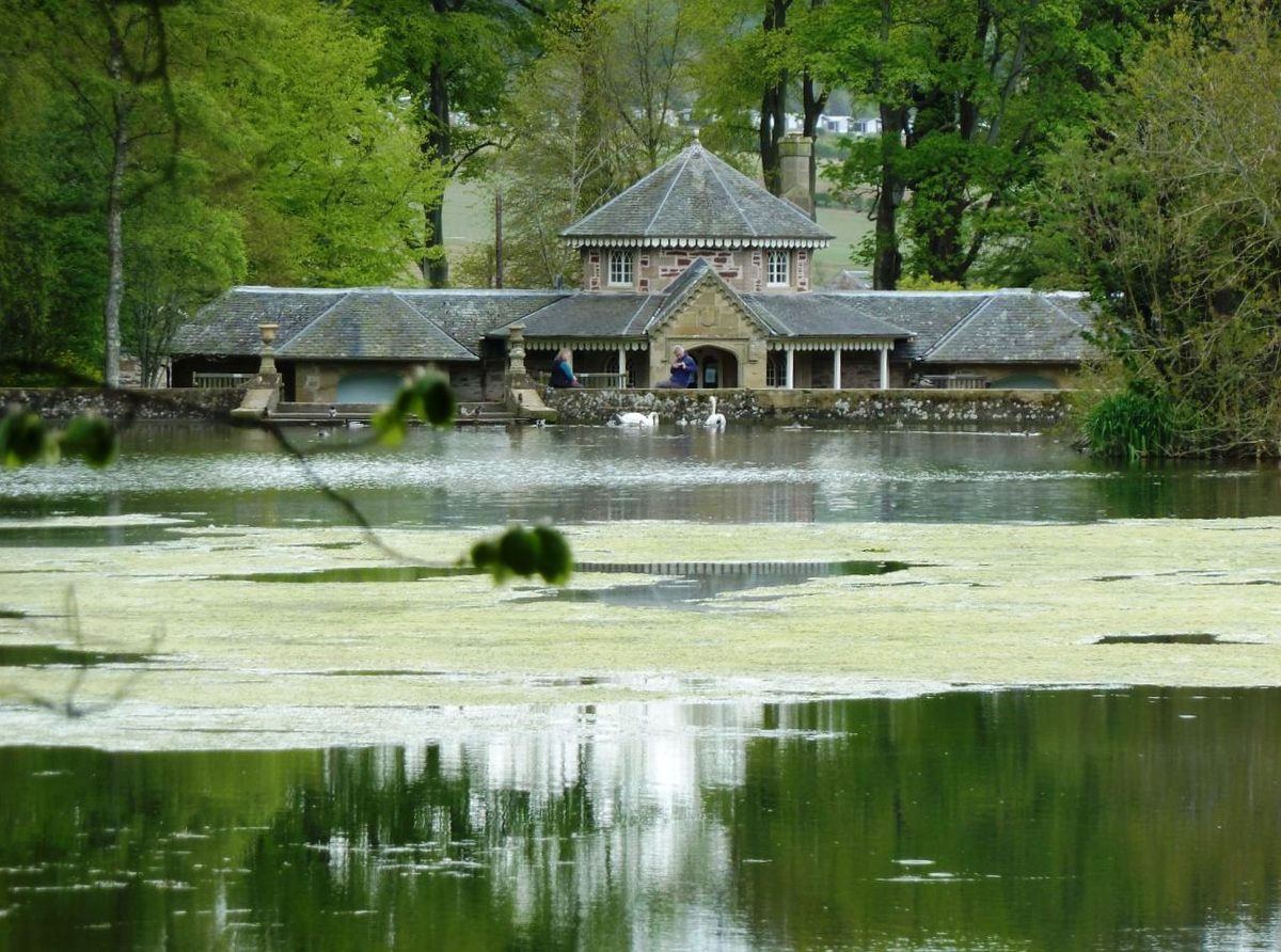 Swans on the Swan Pond in Culzean Country Park, with the ornamental pond building behind