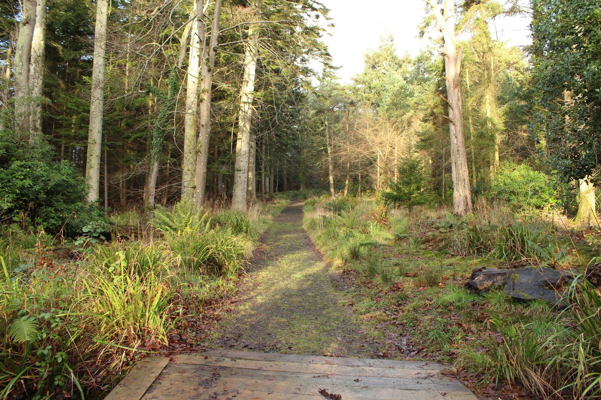 A woodland path through Culzean Country Park in South Ayrshire