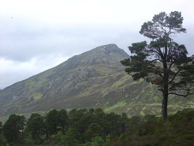Scots pine and hillside in Glen Affric, about an hour west of Inverness