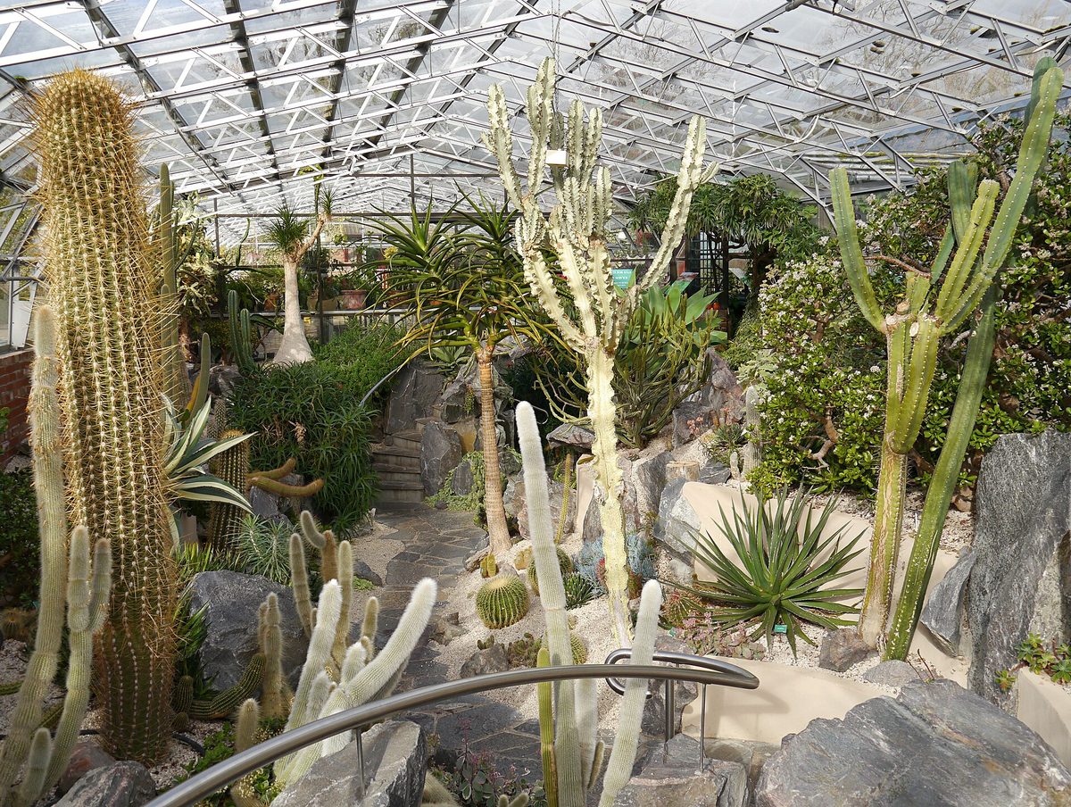 Inside the Cactus House at Inverness Botanic Gardens